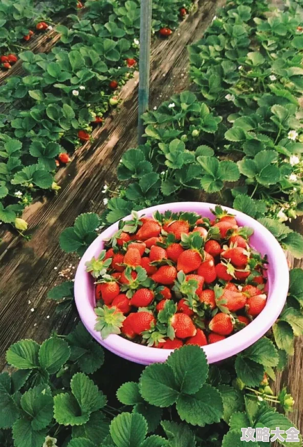 草莓视频入口探索新鲜草莓的种植采摘技巧与美味食谱分享